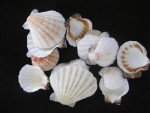PECTEN VEXILLUM